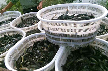 清洋湖：打造公园式养殖示范园区